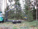 <b>Alajärvi energiapuu 005</b>